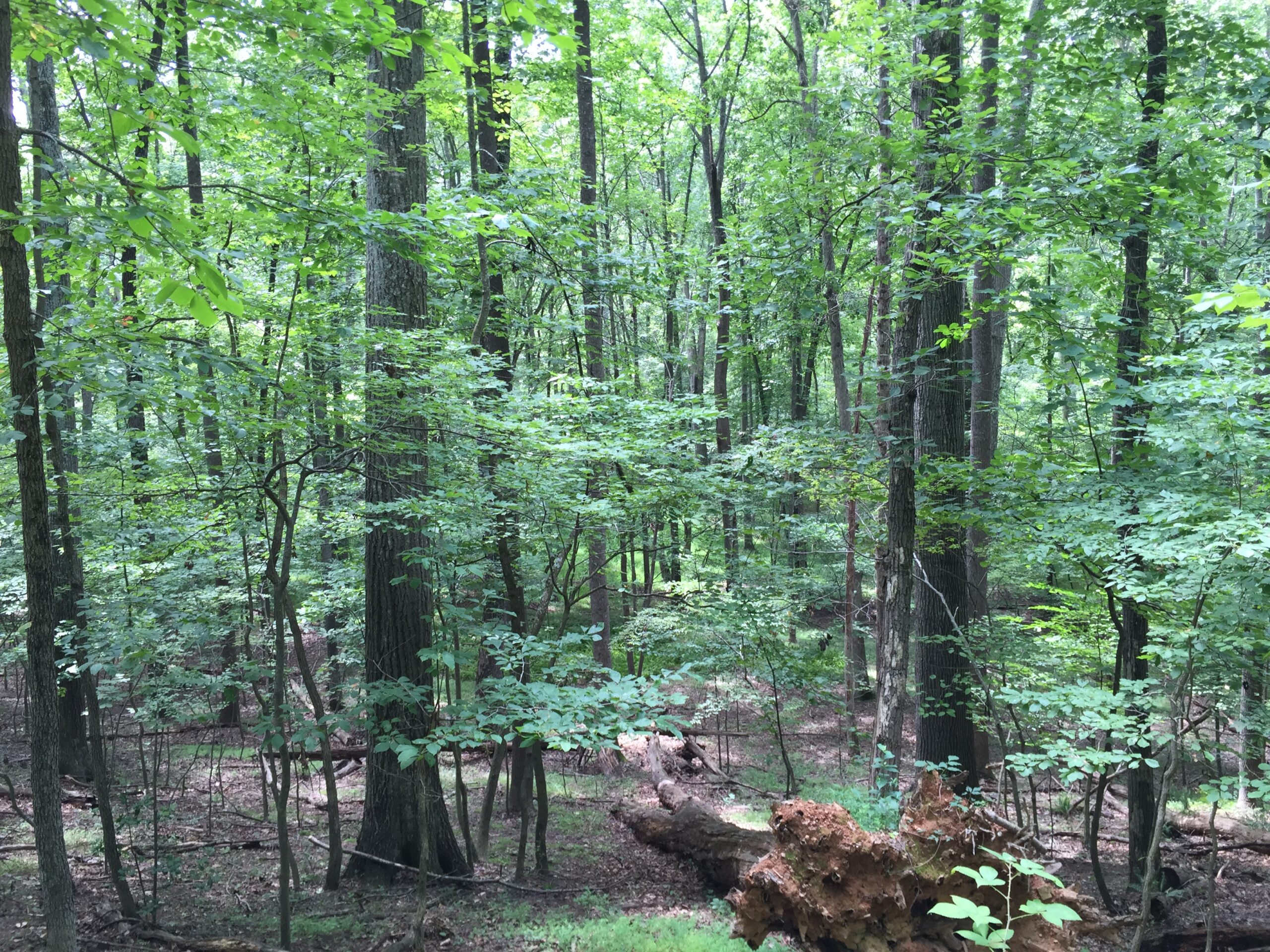 A lush green forest filled with tall trees and a large fallen log on the forest floor.