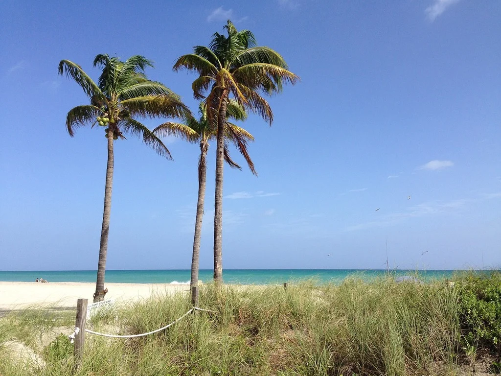 Three tall palm trees stand on Hollywood Beach, Florida, against a clear blue sky. In the foreground, green sea oats grow behind a low rope fence, with the turquoise ocean and white sand beach in the background.